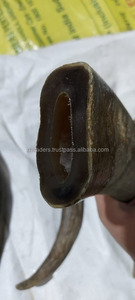 Puntas de Cuerno de Búfalo Natural, Pulido de Primera Calidad, Puntas de Cuerno de Búfalo, Buey y Vaca, Cuerno Natural Crudo de la India - Product Image 6