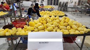 PIÑA CONGELADA ESTÁNDAR DE EXPORTACIÓN EN OFERTA 2026 - Product Image 3