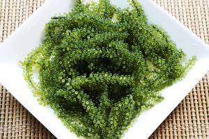 Algas de Mar de Vietnam Caulerpa Lentillifera, Sazonadas en Bolsa, para Ensaladas, Sushi, Uso en Restaurantes, Ingrediente de Alimentos Frescos - Product Image 5