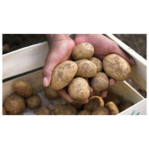 มันฝรั่งสดส่งออกต่างประเทศเพื่อผลิตมันฝรั่งทอด - Product Image 4