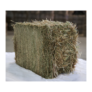หญ้าทิโมธีราคาพิเศษ สำหรับการสั่งซื้อจำนวนมาก จำหน่ายส่ง และขายต่อ - Product Image 4