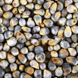 Millet perlé en gros, approvisionnement agricole mondial, grain de millet de qualité export, grain entier naturel de première qualité - Product Image 1