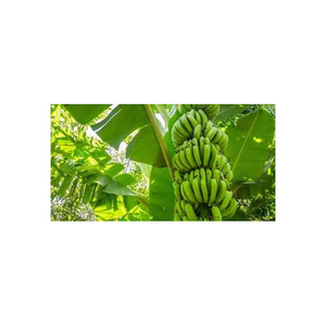 Bananes Cavendish vertes fraîches, qualité supérieure, qualité export, fruits tropicaux, taille longue, directement de la ferme - Product Image 3