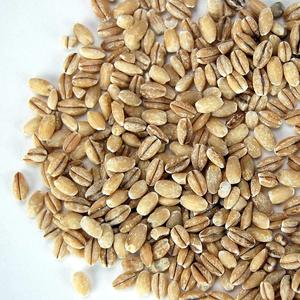 Proveedor de Granos Confiable: Cebada para Alimentación Animal, Suministro a Granel, Ofrece Granos Limpios para Nutrición Agrícola, Compradores Internacionales - Product Image 1