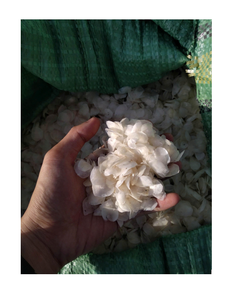 Écailles de poisson séchées en gros pour la production de peptides de collagène à haut rendement, matière première nettoyée et séchée au soleil pour les marchés d'exportation mondiaux - Product Image 1