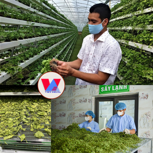 Poudre lyophilisée naturelle de qualité supérieure, extrait pur de Centella Asiatica, mélange pour boisson instantanée, boisson rafraîchissante, smoothie, jus - Product Image 5