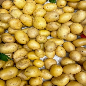 Pommes de terre fraîches de qualité supérieure pour l'exportation en gros – Pommes de terre naturelles cultivées en ferme, disponibles à la vente - Product Image 1