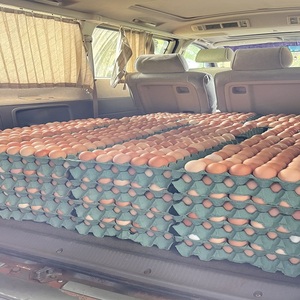 Huevos Frescos Orgánicos Brasileños de Alta Calidad, Huevos de Gallina Marrones de Mesa, 24 Meses de Vida Útil, Precio Competitivo, Venta al por Mayor, Marca Personalizada - Product Image 3