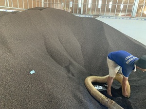 พริกไทยดำคุณภาพพรีเมียมขายดีที่สุด พริกไทยเวียดนาม ได้รับการรับรองมาตรฐาน ISO 22000 จากผู้จัดจำหน่ายที่ดีที่สุด - Product Image 5