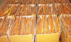 Canela vietnamita Yen Bai en rollos, CASSIA/CANELA, MEJOR CALIDAD 95%, para EXPORTACIÓN, MEJOR PRECIO, 35 - 50 cm - Product Image 6