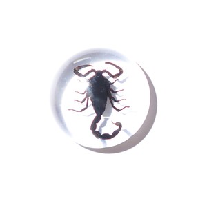 Cabujón de Plástico con Espécimen Real de Escorpión Negro, Redondo, 25x25 mm, Base Plana Transparente, para Manualidades y Joyería - Product Image 2