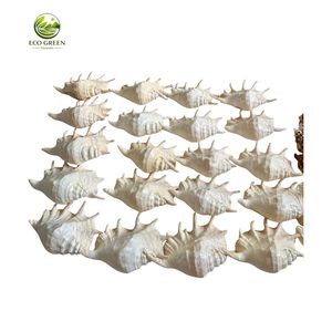 Conchas Marinas Naturales de Vietnam Surtidas al por Mayor, Conchas Decorativas Grandes y Pequeñas para Acuarios, Decoración Costera y Accesorios para Manualidades - Product Image 2