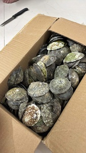 Conchas de Limpet de Alta Demanda para Proyectos de Arte y Rellenos Decorativos, Superficie Limpia y Procesada, Textura Única, Uso Creativo - Product Image 6