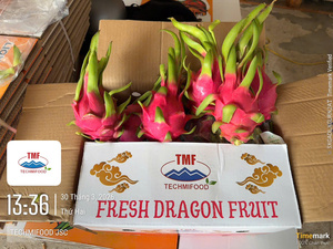 Fruta del Dragón Fresca de Vietnam – Calidad Premium, Pulpa Jugosa, Apta para el Mercado de India - Product Image 2
