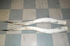 Paire de cornes sculptées décoratives en corne de vache naturelle de 25 à 30 pouces pour la décoration de la maison, cadeaux et artisanat, non polies - Product Image 2