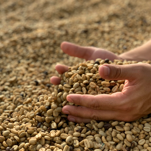 Premium vietnamita Arábica y café Robusta granos de café verdes enteros OEM/ODM a granel al por mayor marca privada logotipo personalizado - Product Image 6