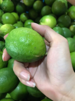 Citrons verts sans pépins du Vietnam Agrumes frais de qualité supérieure emballés pour l'exportation avec une peau brillante Idéal pour la cuisine et la vente au détail