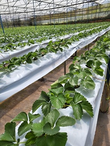 NUEVA LLEGADA Artesanía de alfombra de fibra de coco de Vietnam lista para exportar en grande - Product Image 5