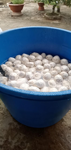 Tranches de taro congelées du Vietnam Qualité supérieure pour les acheteurs en gros et à l'exportation - Product Image 6