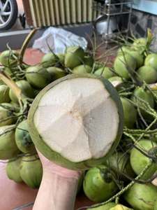 มะพร้าวสดธรรมชาติจากเวียดนาม มะพร้าวอ่อนสำหรับทำเครื่องดื่ม สูตรขนมหวาน บริการจัดเตรียมอาหาร และขายปลีก - Product Image 2