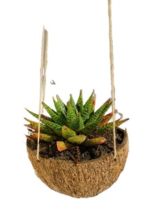 Maceta de madera al aire libre, maceta Wishing Well, decoración de jardín, macetas creativas de madera, macetas de flores de corteza de abeto, jardín - Product Image 1