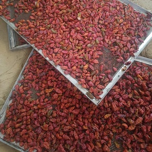 Chile Rey Seco Procesado AD, Súper Picante, 30 kg, para Uso Diario en Alimentos, a Bajo Precio, para Preparación de Comidas - Product Image 3