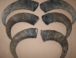 Jouet à mâcher pour chien en corne de buffle naturelle – Jouet pour animaux de compagnie biologique et durable pour une mastication sûre et saine - Product Image 2