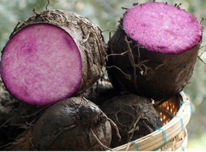 มันม่วงเผือก – มันเผือกพรีเมียมสำหรับชานมไข่มุกและของหวาน |   ผู้ส่งออกเวียดนาม // คุณทอม - Product Image 5