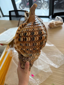 เปลือกหอยทรัมเป็ตขนาดใหญ่ รวบรวมจากชายฝั่งเวียดนาม สำหรับงานตกแต่ง งานฝีมือ และขายส่ง - Product Image 4