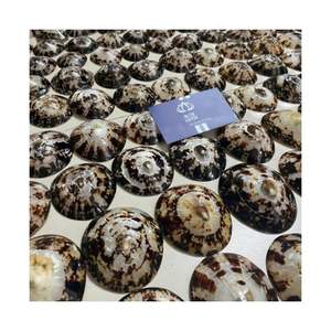 Coquilles de limpets cueillies à la main 2026, les plus vendues, pour l'artisanat professionnel – Coquillages marins purs, propres, sûrs et de haute qualité – Produits d'origine garantie - Product Image 5