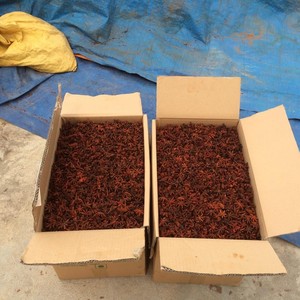 Anis étoilé de qualité supérieure, nouvelle récolte, épices séchées, ingrédients à base de graines, alternative au poivre noir du Vietnam, prix abordable, mélangé - Product Image 5