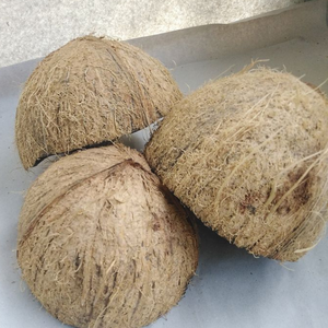 Coques de noix de coco concassées de qualité industrielle A, du Tamil Nadu, pour l'énergie propre et l'offset du carbone |   Marque Seeniz Coco - Product Image 4