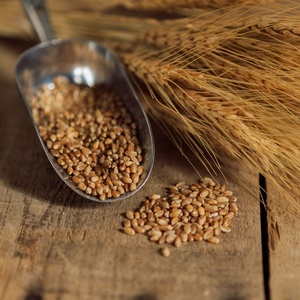 Granos de Trigo Duro Orgánico de Primera Calidad de Francia con 24 Meses de Vida Útil, Venta al por Mayor Directa de Fábrica para Uso Alimentario a Bajo Precio - Product Image 1