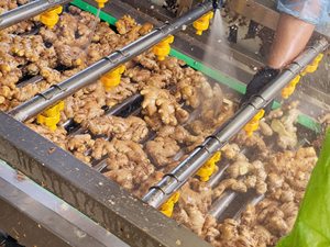 Vietnamese <b>fresh</b> <b>ginger</b> Cultivated <b>fresh</b> <b>ginger</b> root 60-day shelf life <b>ginger</b> Food processing <b>ginger</b> - Product Image 5