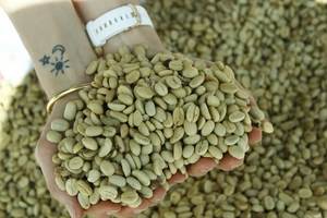 เมล็ดกาแฟโรบัสต้าเขียวคุณภาพสูง ขนาด 16 จากเวียดนาม ผู้ผลิต FOB ขายส่ง คุณภาพสูง ส่งออกโดยตรง ความเสียหายต่ำ - Product Image 4