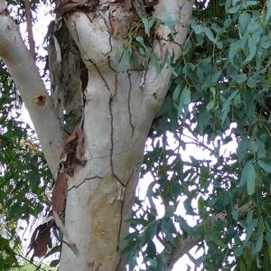 น้ำมันหอมระเหยยูคาลิปตัส |   ผู้จัดจำหน่ายน้ำมันยูคาลิปตัสโกลบูลัสคุณภาพพรีเมียมแบบขายส่ง รับผลิตแบบ OEM และฉลากสินค้าส่วนตัว - Product Image 5