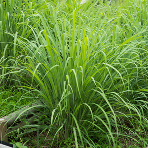 Aceite de hierba de limón (LG-001) Van Aroma - Product Image 1