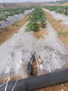 Robinet de raccordement pour tuyau plat en plastique robuste de 20 mm, haute pression, pour l'irrigation goutte à goutte agricole - Product Image 4