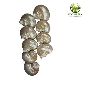 Natural Green Conch Shell Mother of Pearl Large Seashell for Aquarium Decor Craft Jewelry Inlay Bulk Supplier - Product Image 6