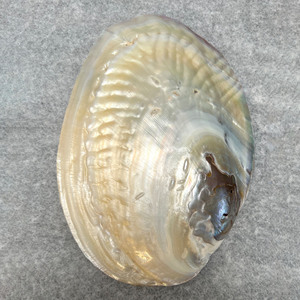 Vente chaude divers types coquillage et perle matériel meilleur prix M O P nacre coquille - Product Image 6