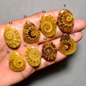 Cabochon di Ammonite Lucidato, Gemma Sciolta per Creazione <span class=keywords><strong>Gioielli</strong></span>, Fossili, Ciondoli, Bracciali, Forme Miste, Conchiglia in Pietra Naturale - Product Image 1