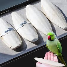 Cuttlebone is Oceanic Calcium Boost Enriquecimiento mineral costero - Product Image 6