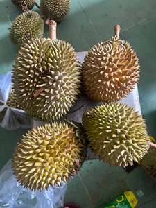 ทุเรียนสดเวียดนาม รุ่นริ6 มุนทอง ผลไม้ธรรมชาติสำหรับรับประทานสด ของหวาน สมูทตี้ บริการจัดเลี้ยง และขายส่ง - Product Image 4