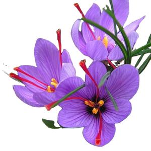 2024 récolte meilleur cachemire safran séché herbe fleur épice brut exportation variété fournie fournisseur indien AD processus de séchage carthame - Product Image 1