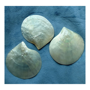 Plato de Concha de Nácar de Abulón Natural Hecho a Mano, Plato Único para Exhibición de Joyería o Servir Alimentos - Product Image 4