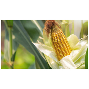 Maïs jaune biologique frais de qualité supérieure, graines de maïs sucré cru en vrac, conditionnées en sacs de 50 kg - Product Image 6