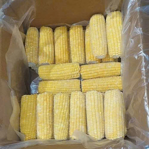 Maíz Dulce Hervido Congelado IQF Blanco, No Glutinoso, Cultivo Común, 15cm, Empaque a Granel, Calidad de Exportación - Ms. Tarina - Product Image 3