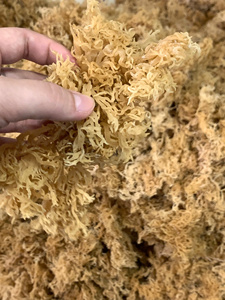 สาหร่ายทะเลแห้ง Eucheuma Cottonii วีแกน ซูเปอร์ฟู้ด สีทองม่วง เกรดอาหาร สำหรับทำเจลสาหร่ายทะเล สมูทตี้ ขายส่ง - คุณเกรซ - Product Image 2
