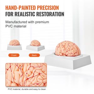 Modelo de Cerebro Humano Desmontable de 9 Partes a Escala 1:1 con Etiquetas Anatómicas, Modelo Anatómico de Cerebro Humano de 9 Partes para Exhibición en Ciencias Médicas - Product Image 5