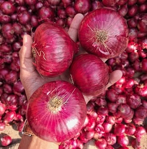 <b>Red</b> Onion fresh Onion in Bulk Cheap for wholesale sale - Product Image 1
